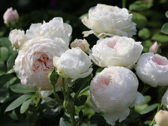 Герцогиня Кристиана (HERZOGIN CHRISTIANA) роза