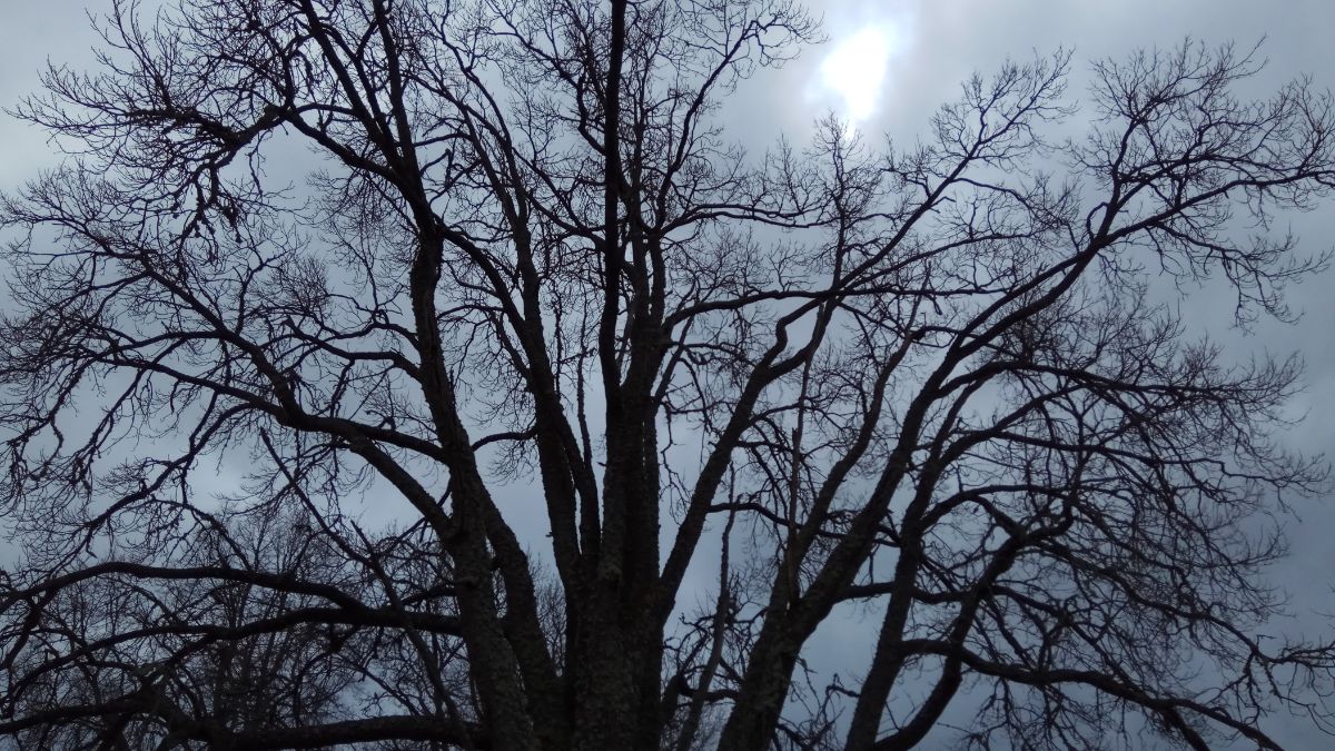 Обрезка дуба в д. Преображенка Батецкого района