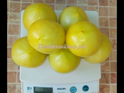 Томат Буденовка зеленая (Украина)