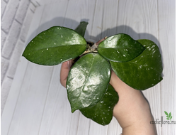 13/12/2024 hoya carnosa freckles