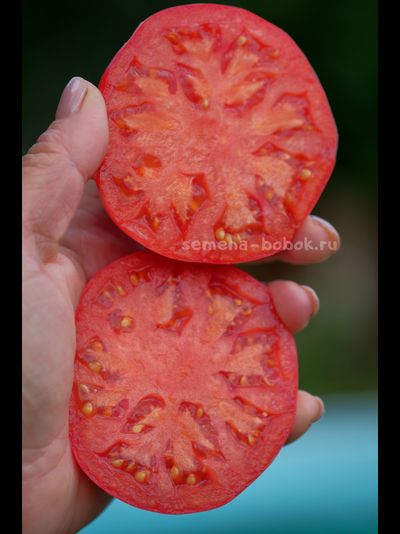 Томат Dwarf Snakebite (Гном Укус Змеи), 10 шт