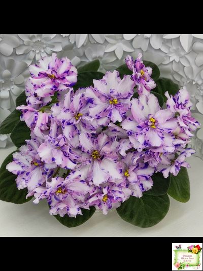 МК-Ветер Перемен (М. Карпова) химера стандарт (стартер сорт)