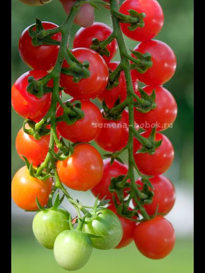 Томат Черри Кубелло, 10 шт