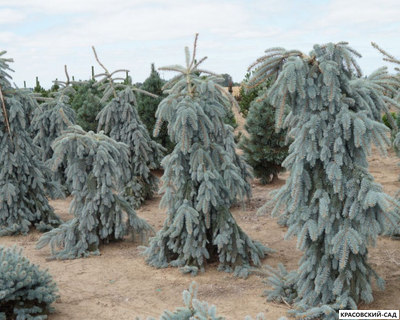 Ель Глаука Пендула - Glauca Pendula