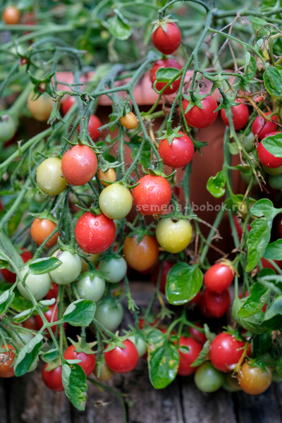 Томат Ditmarscher "Suspension rose" (Дитмаршевская Розовая Подвеска), 10 шт