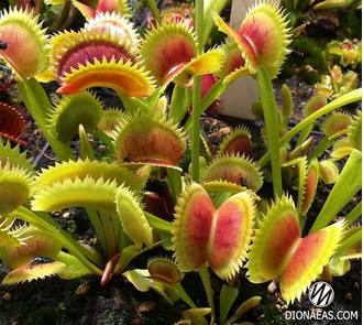 Dionaea muscipula Uk-2