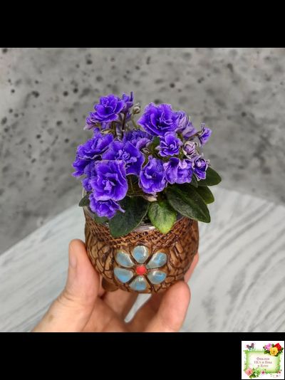 Blue Scoundrel micromini (P.Sorano/LLG) (Блю Ска́ндрел) микроминиатюра