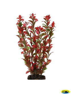 1967 Расатение пласт200ммЛюдвигия красная