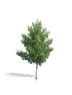 Billboards Дерево летнее_01