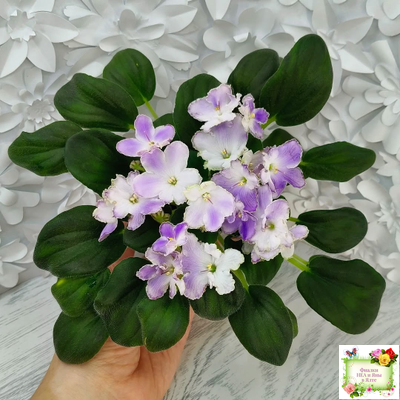 LV-Цветы для Любимого (Л. Шевелева) 2025 г. трейлер (клакамасный лонг)