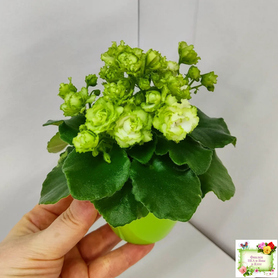 Irish Flirt (S.Sorano) (Айриш Флирт) 11/07/91