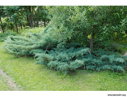 Можжевельник Пфитцериана Глаука - Pfitzeriana Glauca