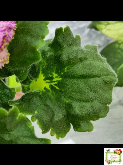 ЛЕ-Медуница (Е. Лебецкая) 2020 г. (сортовая омоложенная розетка)