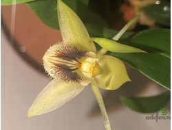 Coelogyne fimbriata