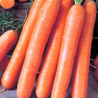 семена морковь "Роял Форте" 2 грамма