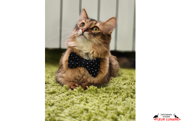 Сомалийский котенок Эдвард, выпускник