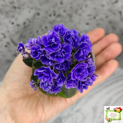 Blue Scoundrel micromini (P.Sorano/LLG) (Блю Ска́ндрел) микроминиатюра