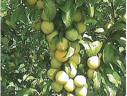 Ветразь (алыча)