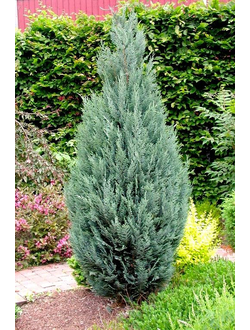 Кипарисовик Лавсона Columnaris