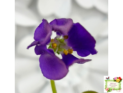 LV-Дудочка и Кувшинчик (Л. Шевелева) 2025 г. трейлер (гёрл-лист с прилистниками)