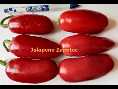 Перец острый Jalapeno Zapotec
