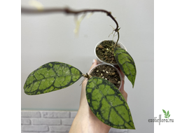 25/07/2025  Hoya Callistophylla Splash