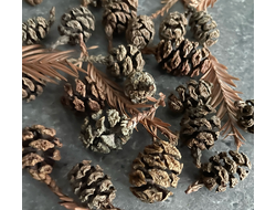 Шишки секвойи (набор 25 шт)