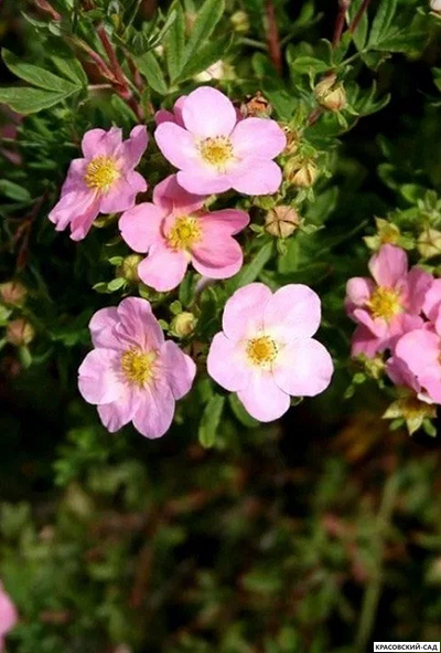 Лапчатка кустарниковая Пинк Виспер Купить Саженцы в Москве