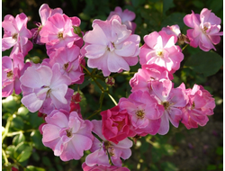 Лавандер Дрим (Lavender Dream)