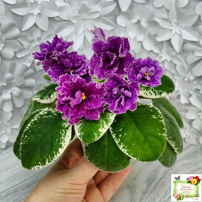 SV-Космические Ежи (С. Суворова) 2021 г.