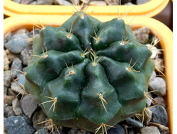 Gymnocalycium bruchii v. niveum VG 536