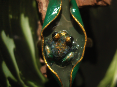 "После дождя", необычное кольцо с тропической лягушкой