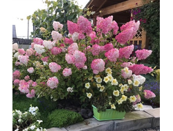 Гортензия Ваниль Фрез