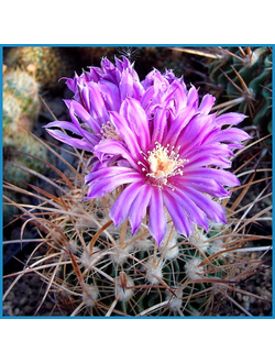 Echinofossulocactus crispatus L 738