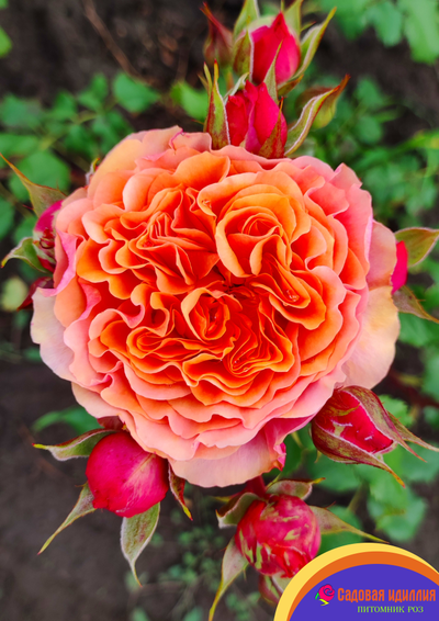 Соут Парк (South Park)