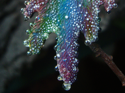 "Крылышки феи Рассветного сада", крупные серьги с капельками