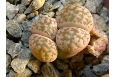 Lithops hookeri v. susannae C091
 