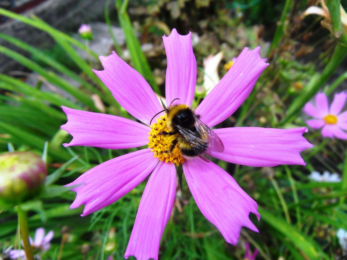 Космия со Шмелём
