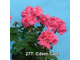 Пеларгония Edem Gem