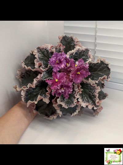 ВаТ-Калейдоскоп (Т. Валькова) 2015 г.