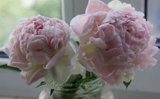 Paeonia Jeannot