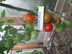 Томаты сорта "Марьина роща F1" Плодов много и они, похоже, должны хорошо храниться.