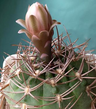 Gymnocalycium rhodantherum VG-223 - 5 семян