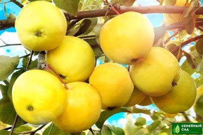 Яблоня  "Янтарь"