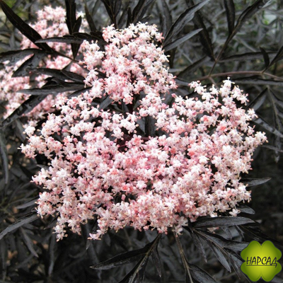 БУЗИНА ЧЕРНАЯ "БЛЭК ЛЭЙС" КРАСИВАЯ И ЛЕЧЕБНАЯ ПЛОДОВАЯ И ДЕКОРАТИВНАЯ (саженец 30 см)