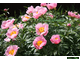 Paeonia Roselette