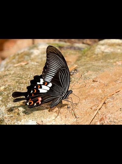 Салют из 17 тропических бабочек.