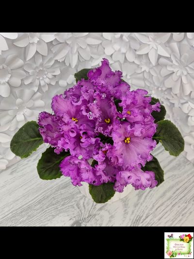 НК-Императорский Сад (Н.Козак) 2019 г. (лонг листва)