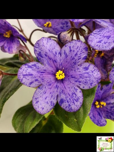 Winnie The Pooh (LLG/Sorano) (клакамас)