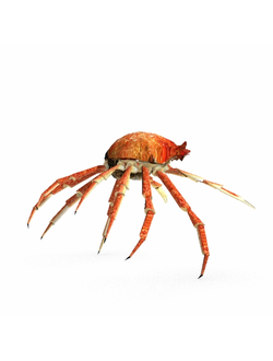 моллюски Краб